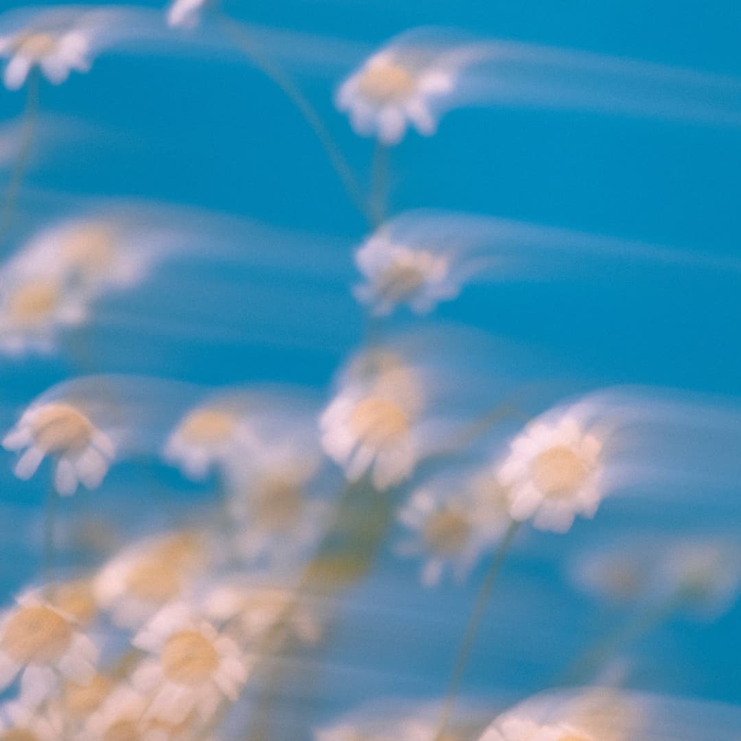 A soft photograph — chamomile flowers swaying in summer light.