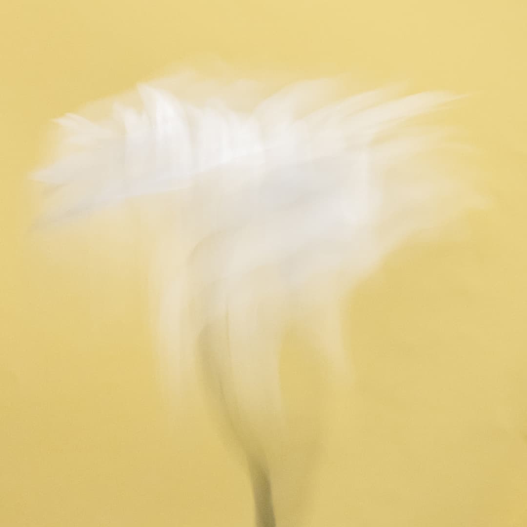 A soft, abstract photograph — white form against pale yellow, a quiet sanctuary.